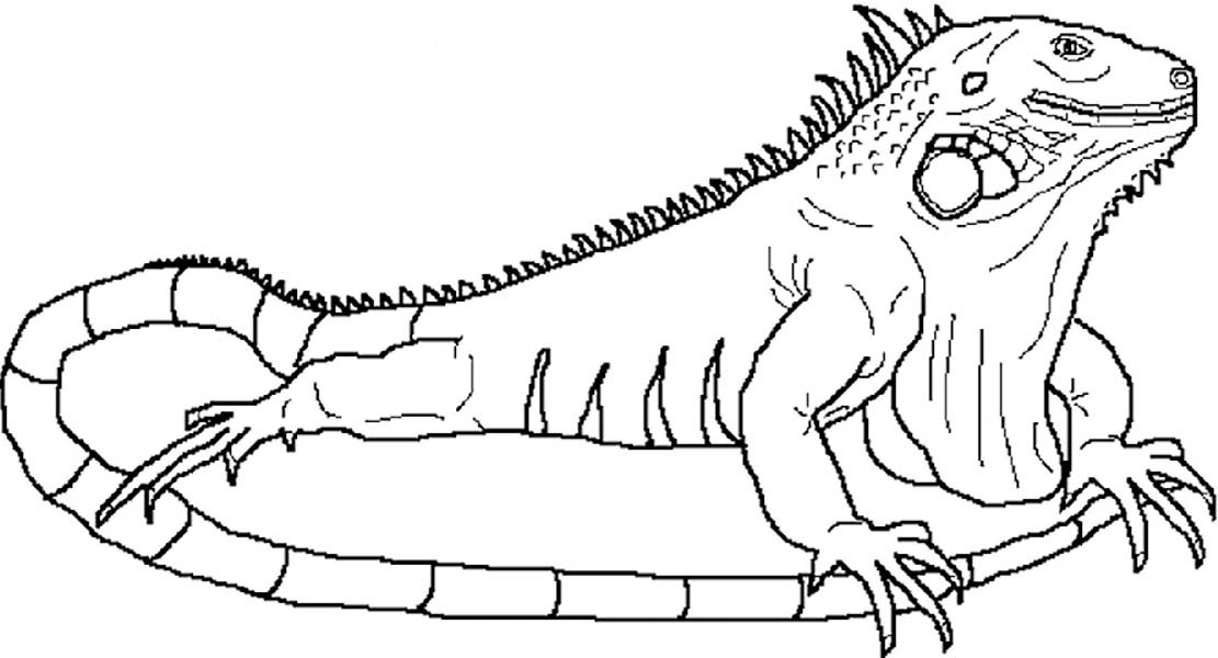 Iguana Drawing at GetDrawings.com | Free for personal use 