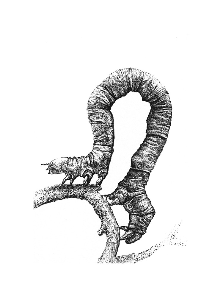 Inchworm Drawing at GetDrawings Free download
