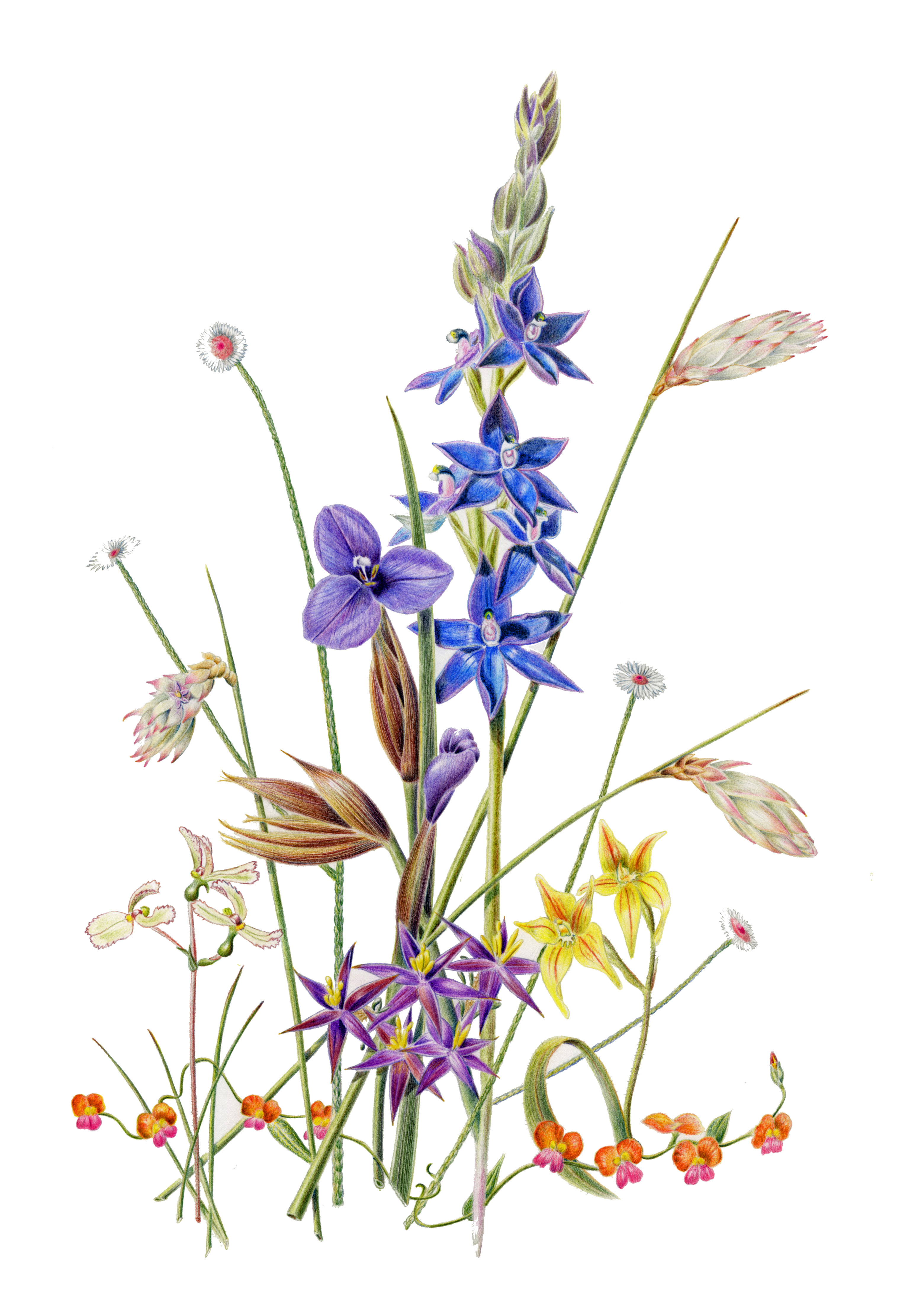 Iris Botanical Drawing At GetDrawings | Free Download