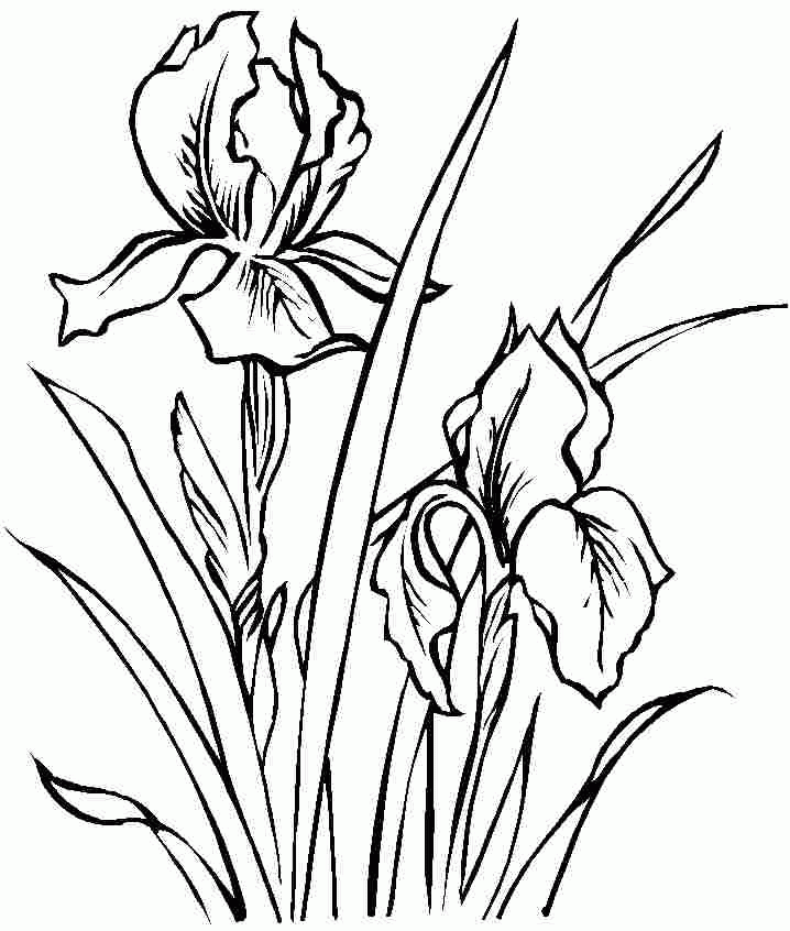Iris Flower Drawing at GetDrawings | Free download