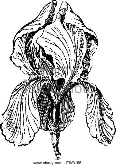 378x540 Top 97 Iris Flower Clip Art.