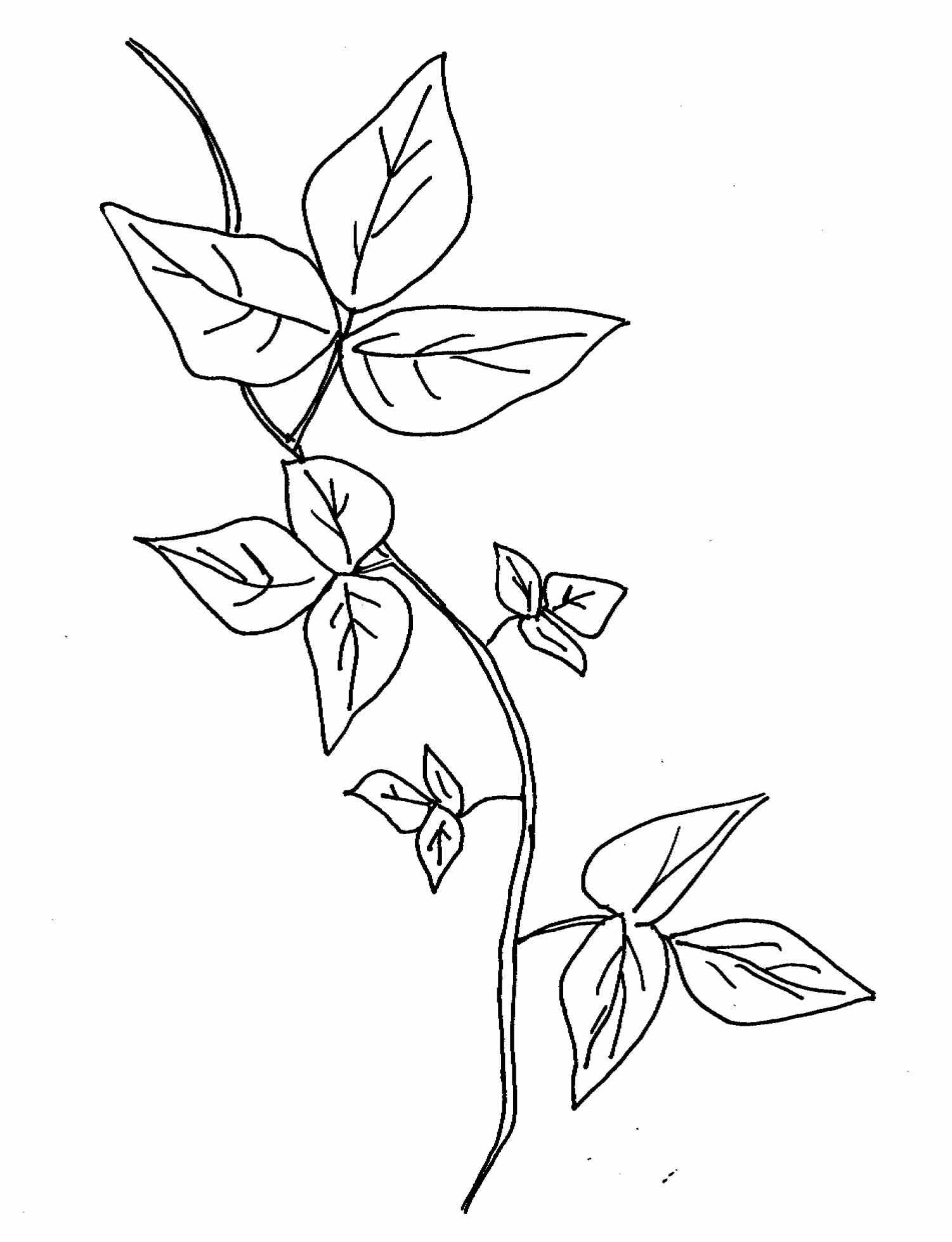 Ivy Plant Drawing at GetDrawings Free download