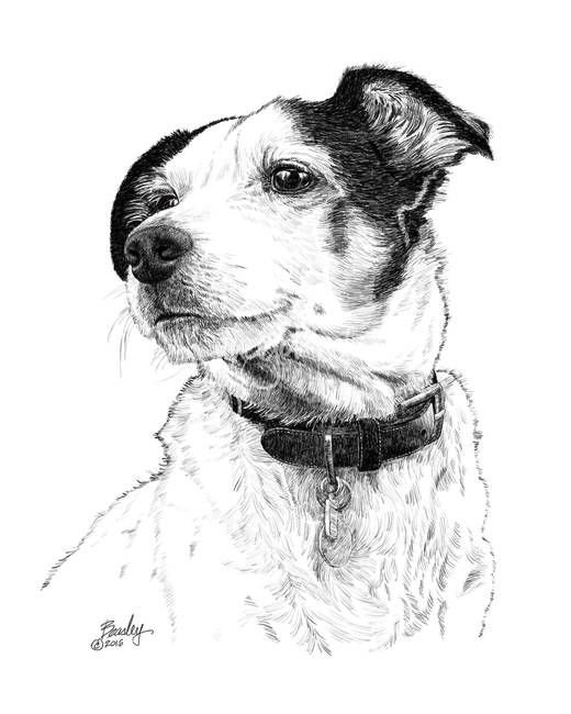Jack Russell Drawing at GetDrawings Free download