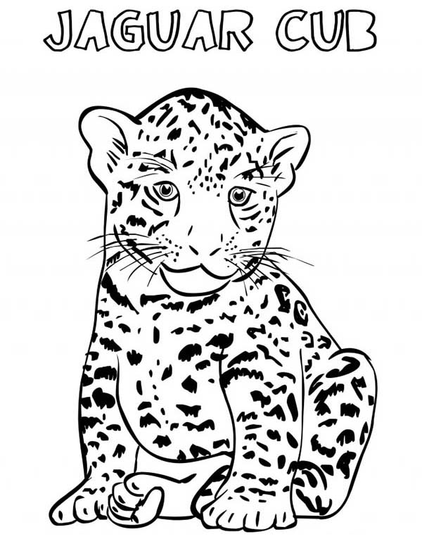 Jaguar Animal Drawing at GetDrawings | Free download