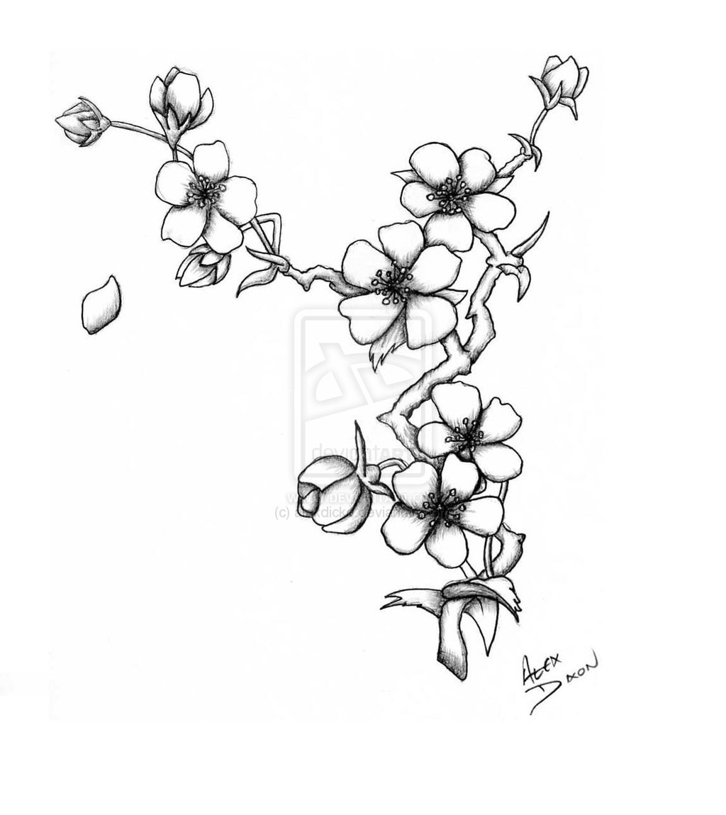 Japanese Cherry Blossom Drawing at GetDrawings | Free download