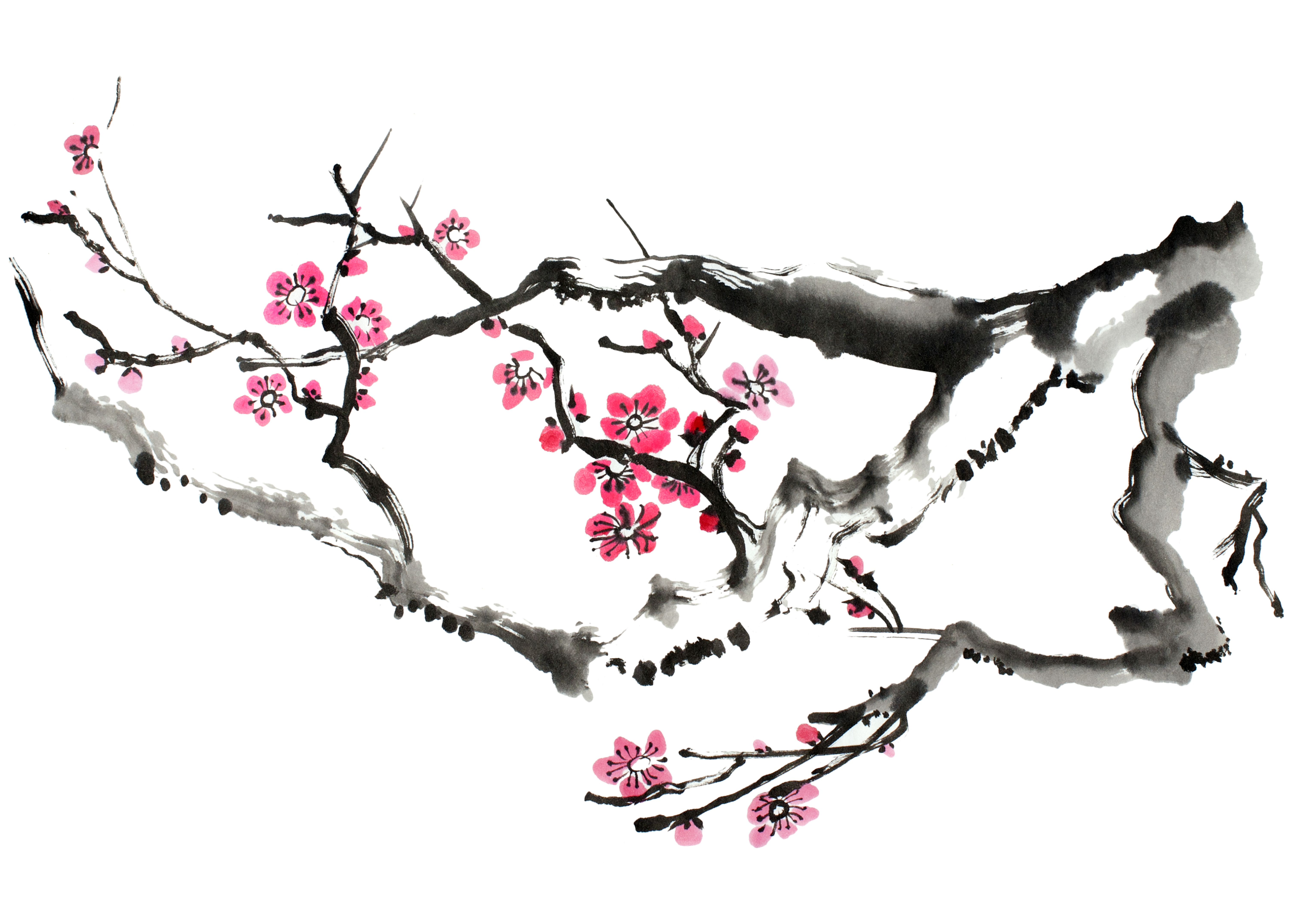 Sketch Cherry Blossom Tree Drawing : Japanese Cherry Blossom Silhouette