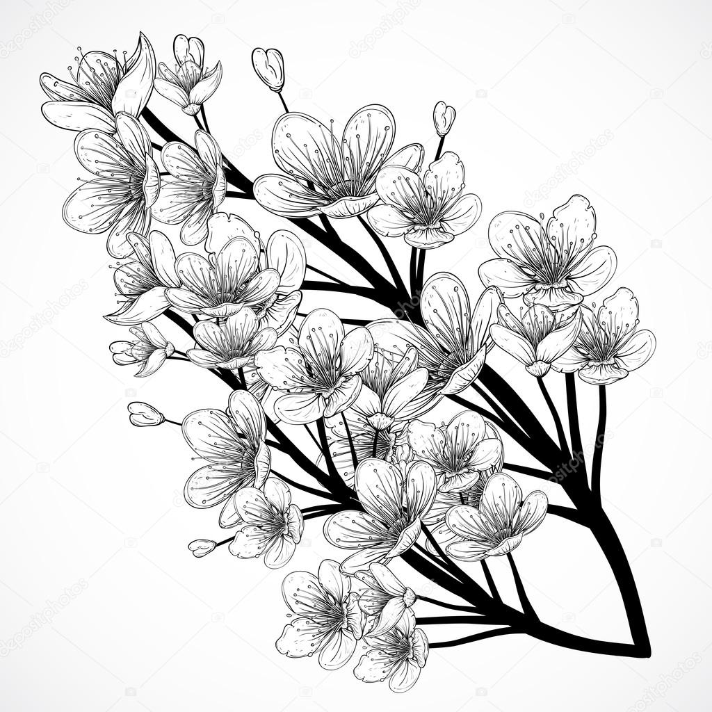 Japanese Cherry Tree Drawing at GetDrawings | Free download