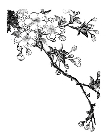 Japanese Cherry Tree Drawing at GetDrawings | Free download