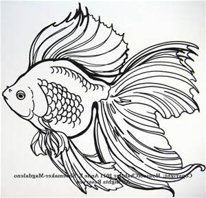 Japanese Goldfish Drawing at GetDrawings | Free download