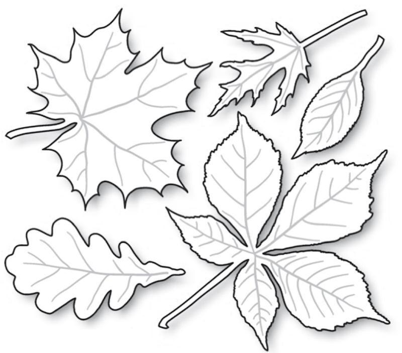 Japanese Maple Leaf Drawing at GetDrawings | Free download