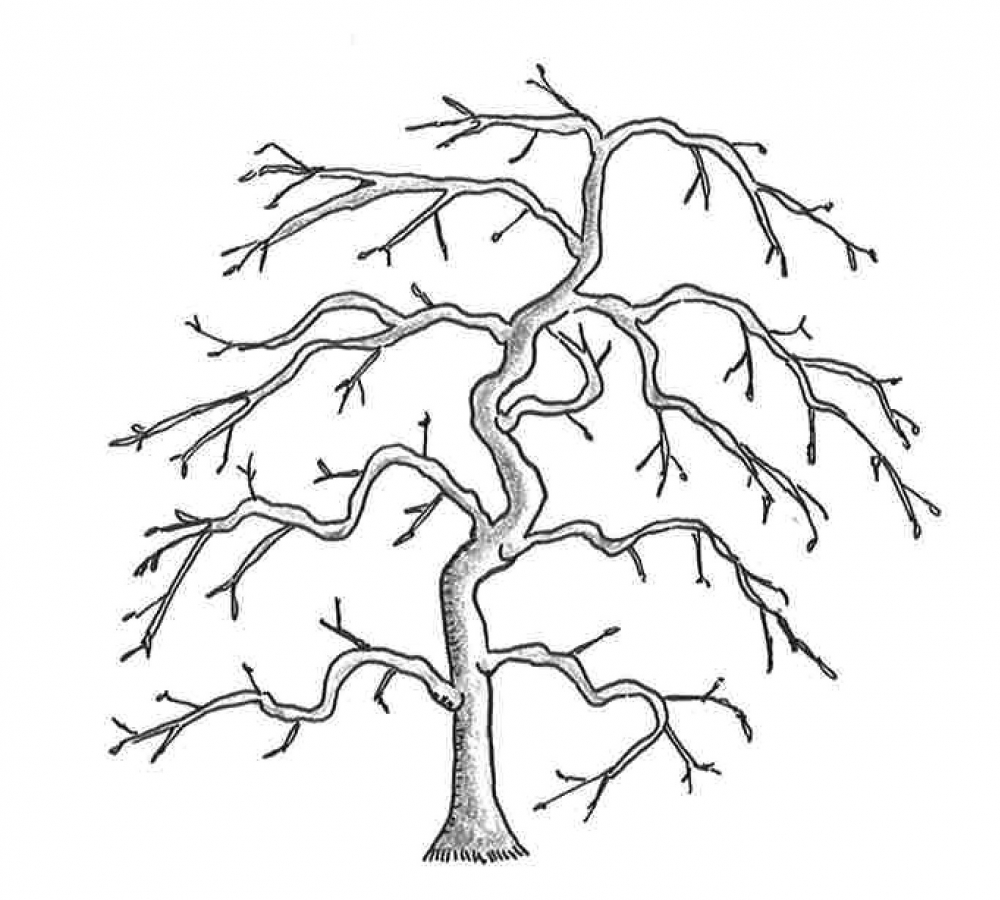 Japanese Maple Tree Drawing at GetDrawings | Free download