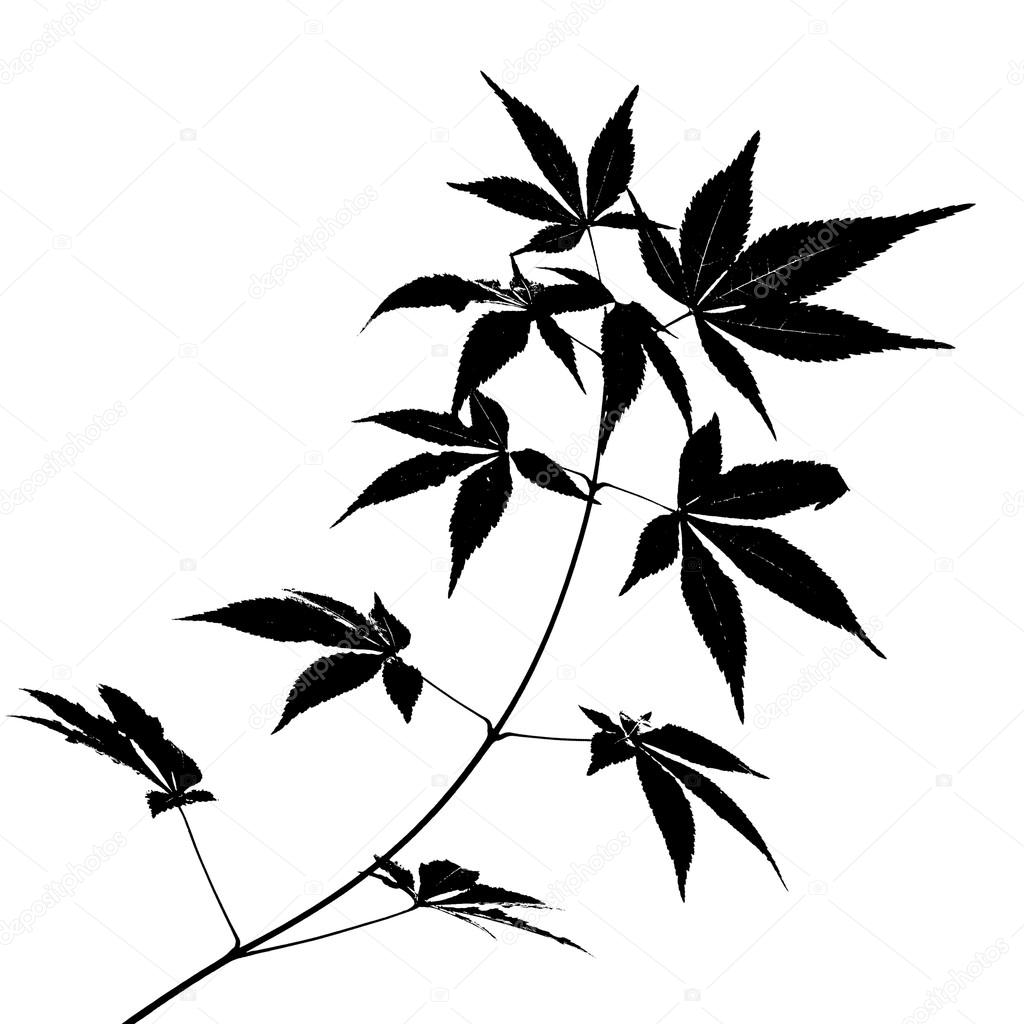 Japanese Maple Tree Drawing at GetDrawings | Free download