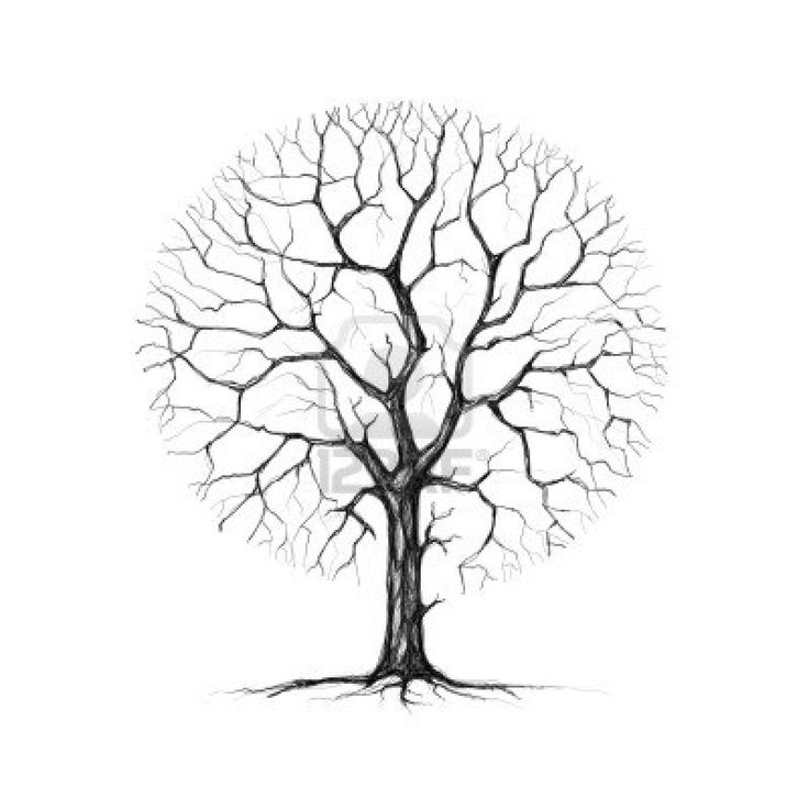 Japanese Maple Tree Drawing at GetDrawings | Free download