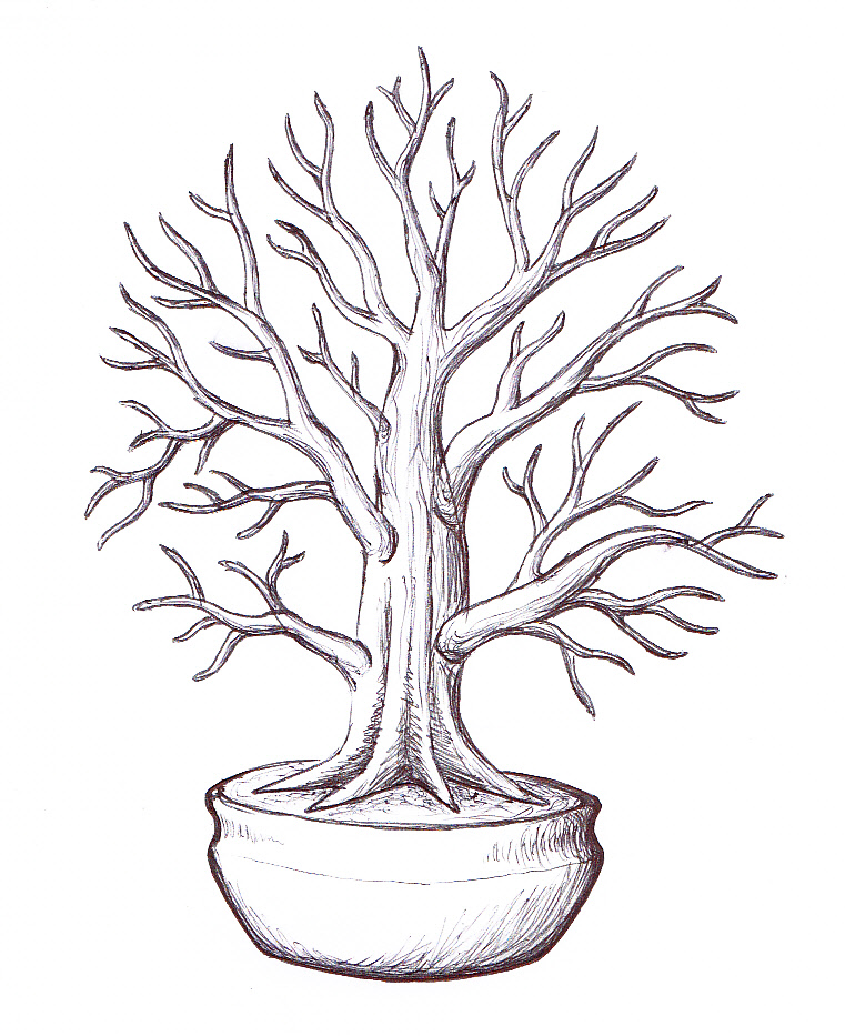 Japanese Maple Tree Drawing at GetDrawings | Free download