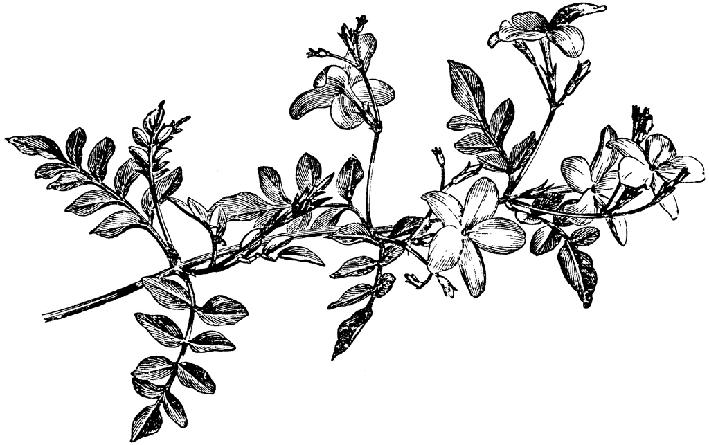 How to draw jasmine plant information