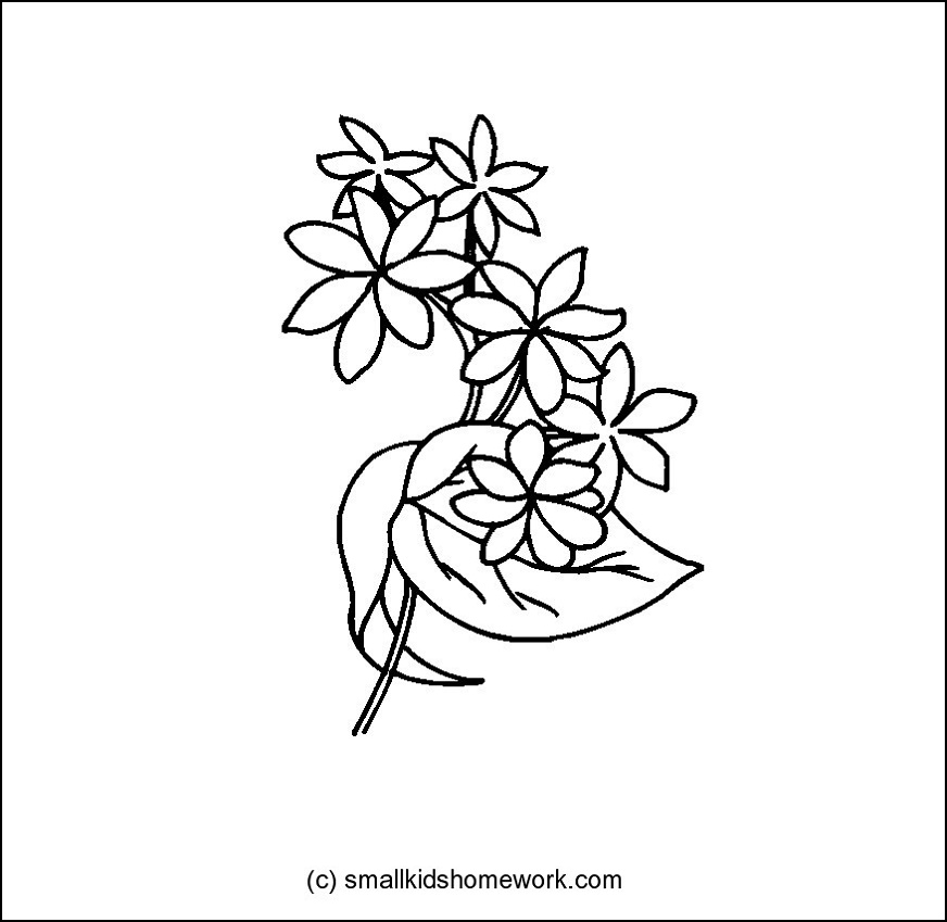 Jasmine Drawing Flower at GetDrawings | Free download