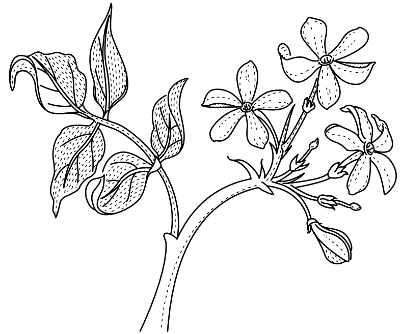 787x657 Jasmine Flower Drawing.