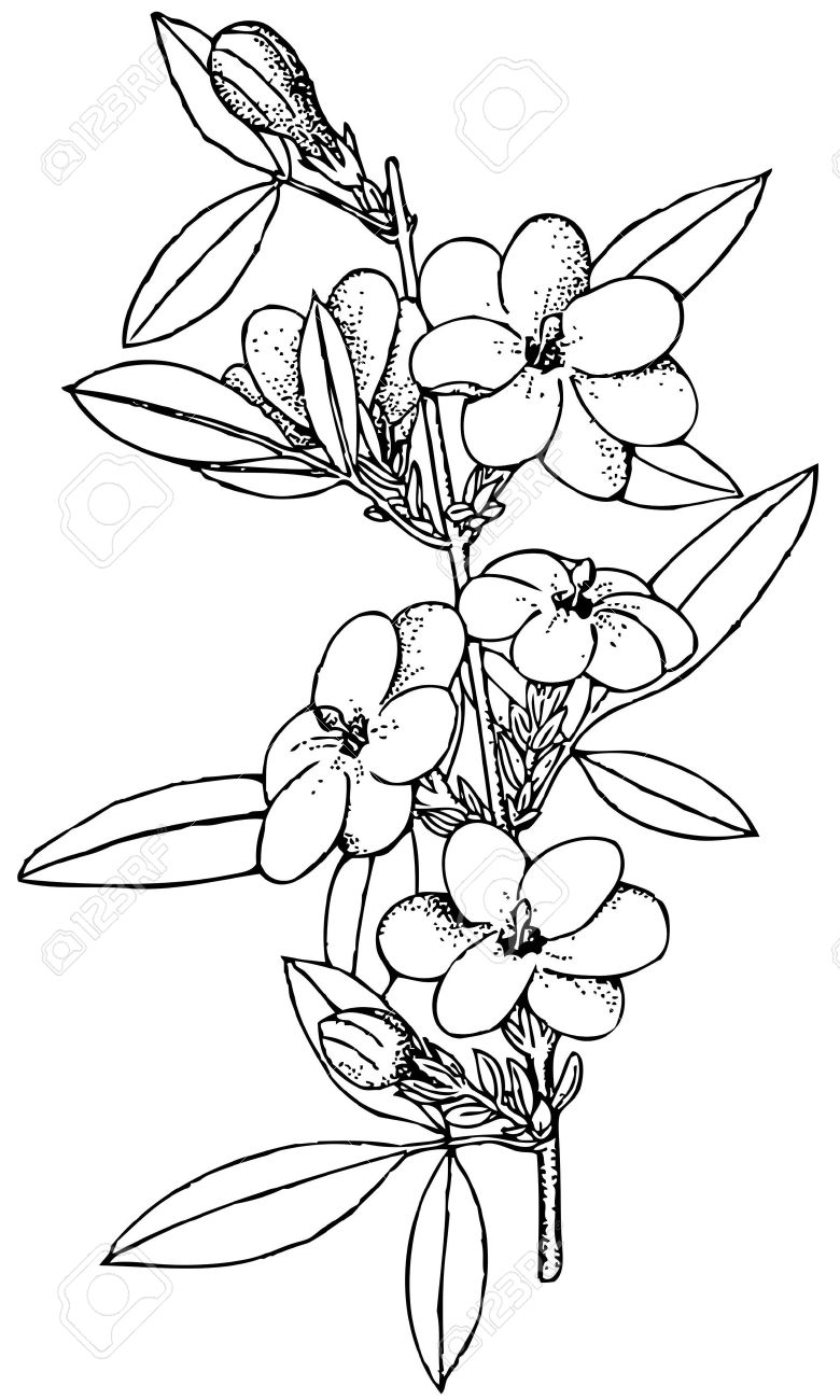 Jasmine Drawing Clipart Getdrawings Sketch Coloring Page.