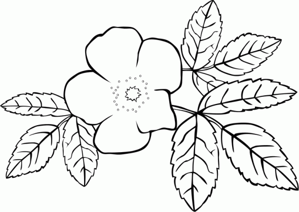 Jasmine Flower Drawing at GetDrawings | Free download