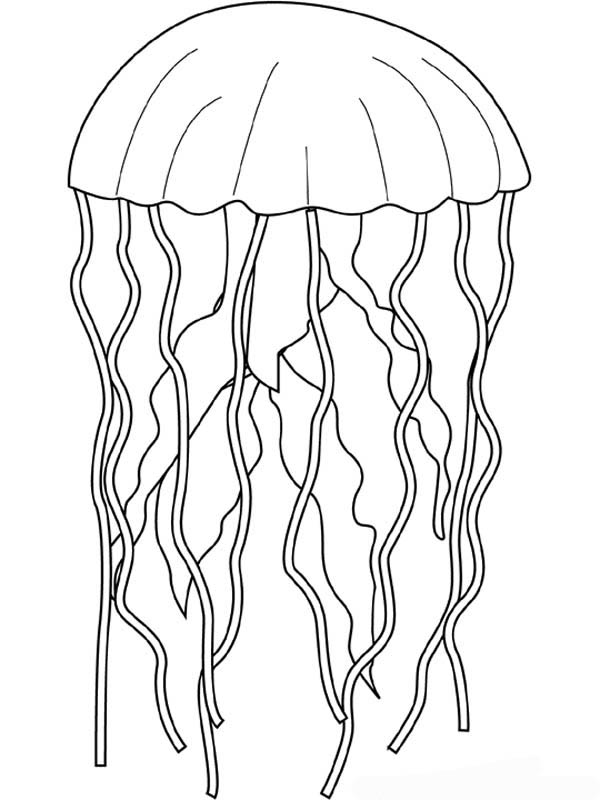 jelly fish drawing