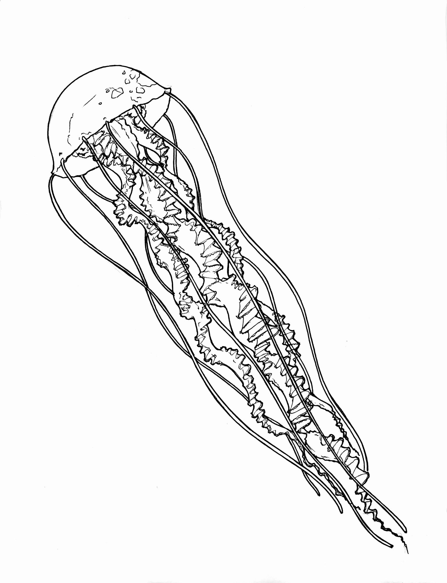 Jellyfish Line Drawing at GetDrawings | Free download