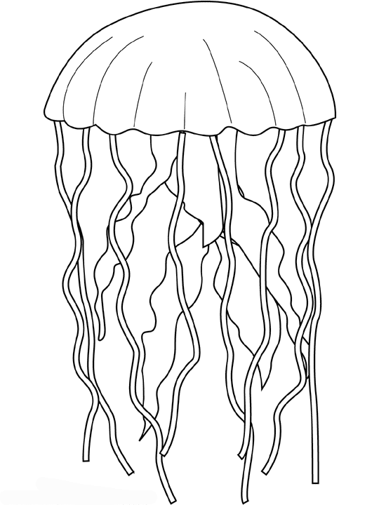 Jellyfish Line Drawing at GetDrawings | Free download