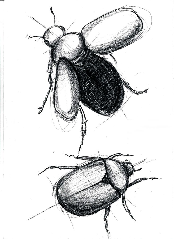 The best free Beetle drawing images. Download from 529 free drawings of