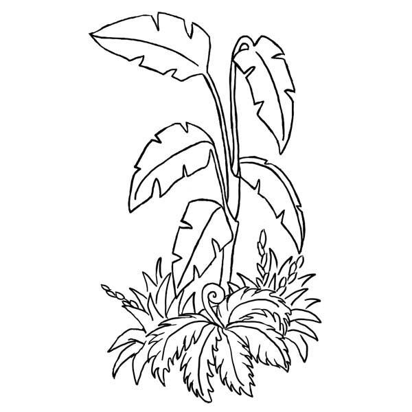 Jungle Drawing Plants Leaf Plant Drawings Getdrawings Paintingvalley Sketch...