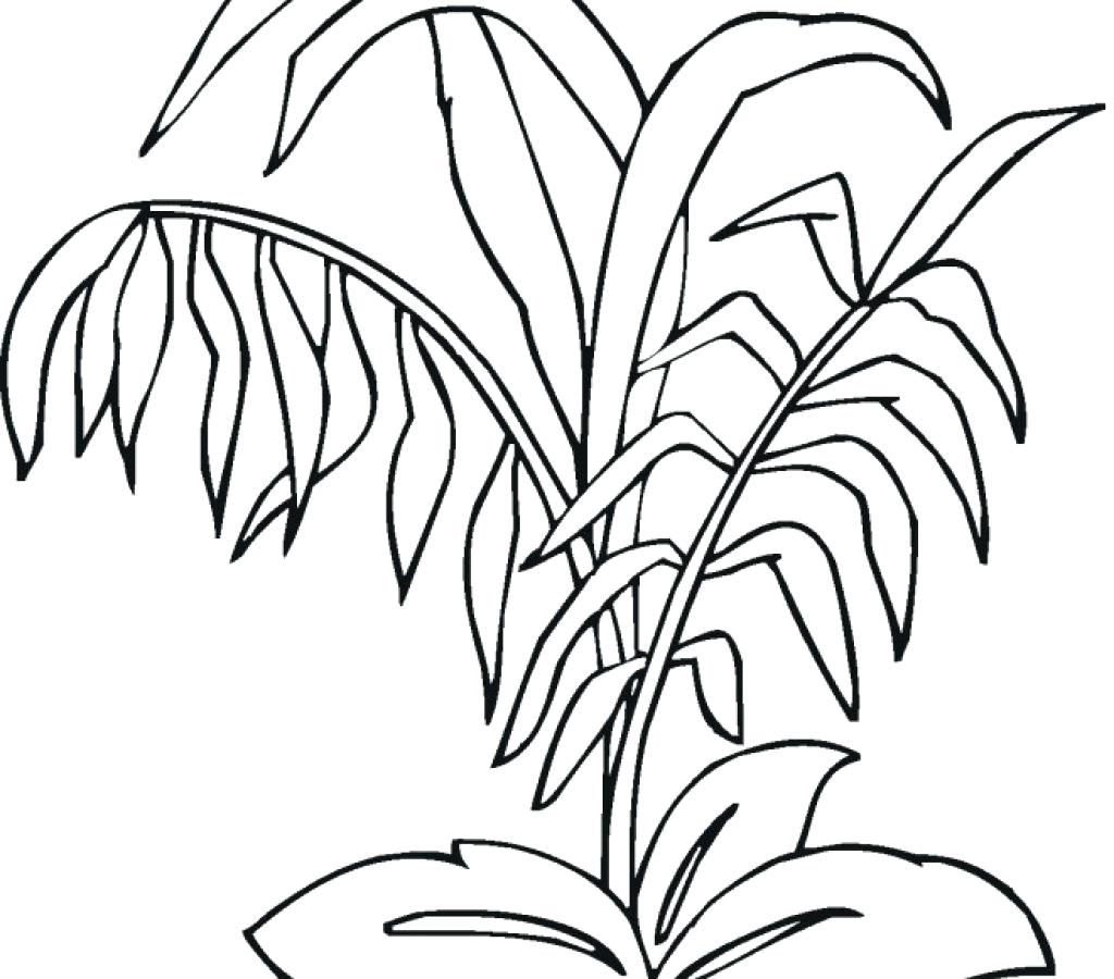 How To Draw A Rainforest Plant / In a rainforest in south america