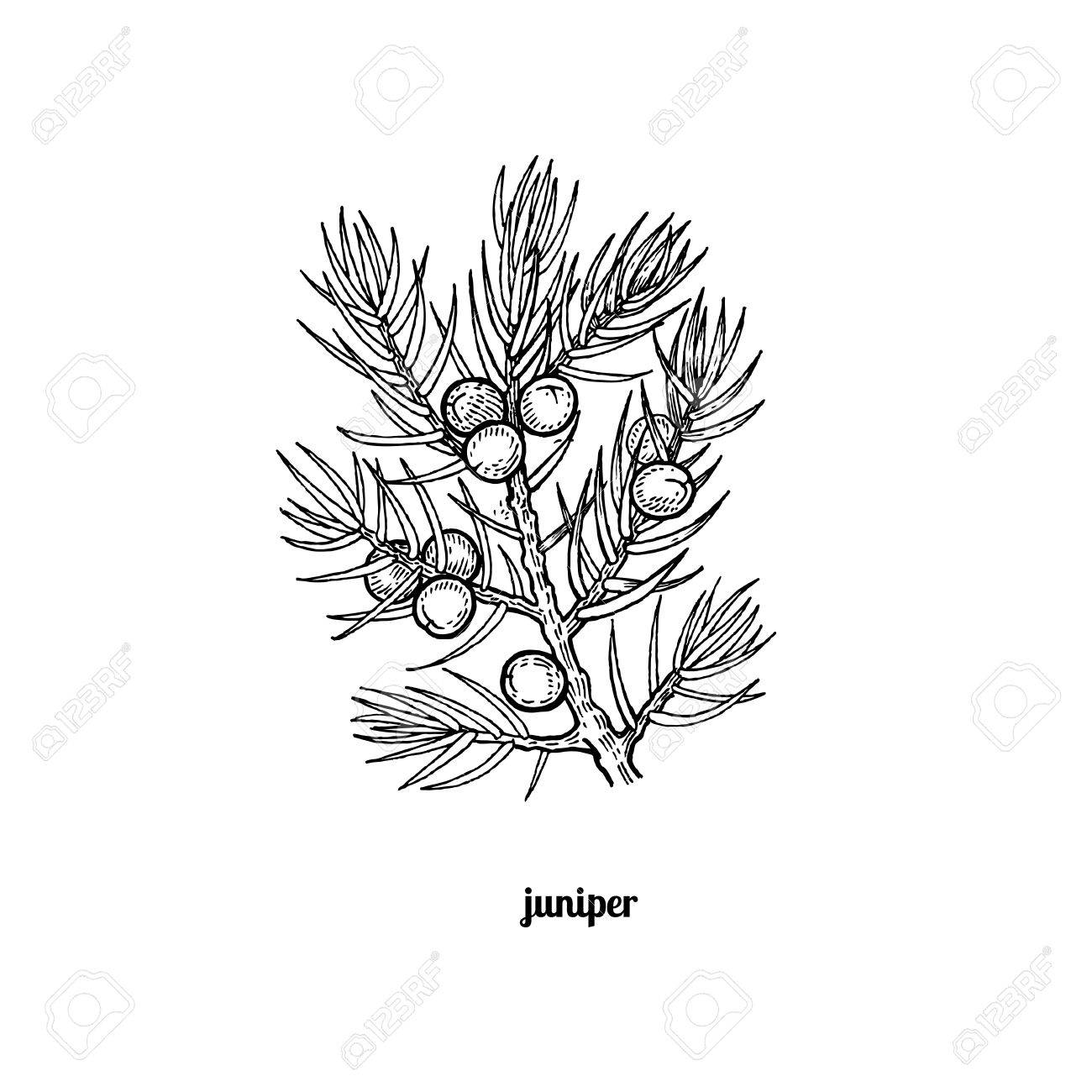 Juniper Tree Drawing at GetDrawings Free download