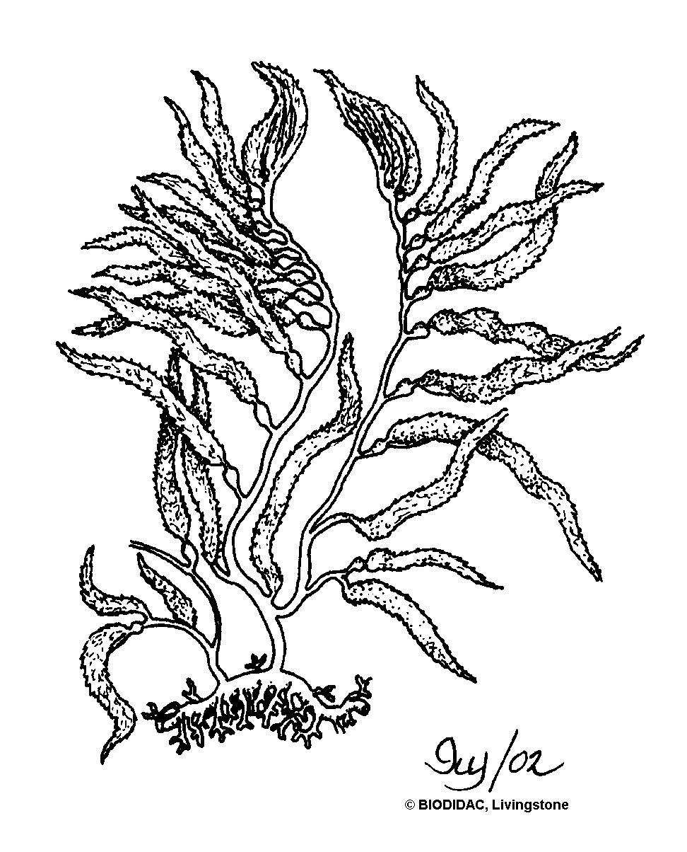 Seaweed Drawing Kelp Cartoon Forest Vector Coloring Sea Template