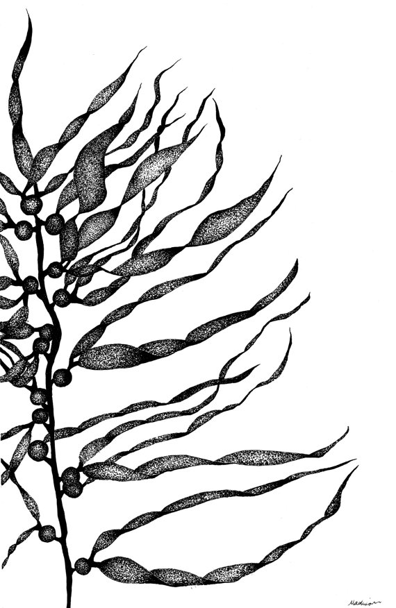 Kelp Forest Drawing at GetDrawings | Free download