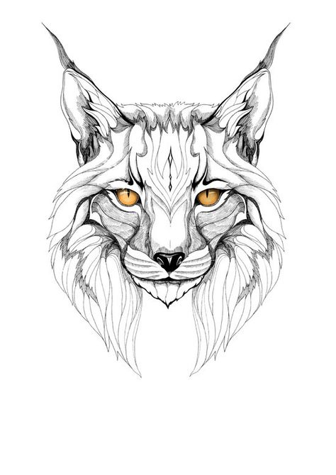 The best free Wildcat drawing images. Download from 170 free drawings