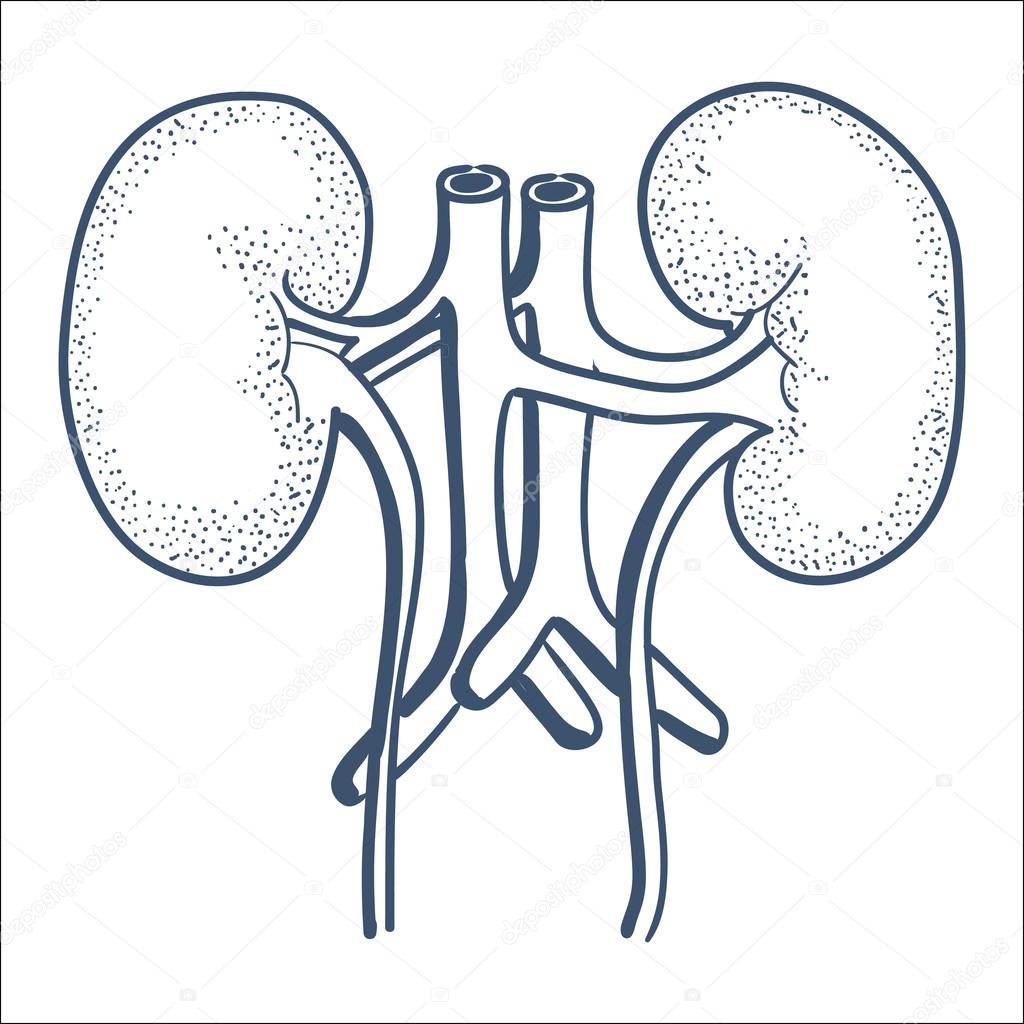 Kidneys Drawing at GetDrawings Free download