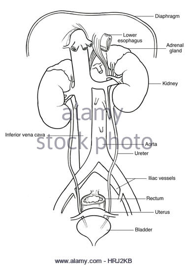 Kidney Diagram Worksheet - Kidney Failure Disease