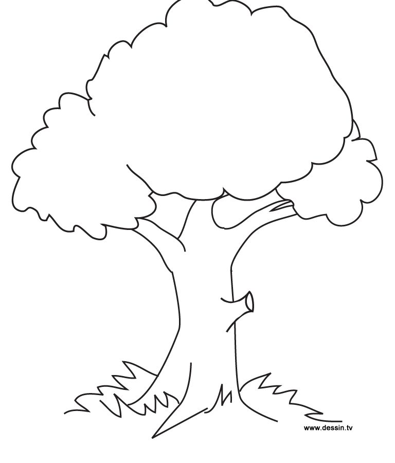 Featured image of post Picture Of Tree Drawing For Kids - Then i add a few lines to indicate the main too often kids (and adults) draw trees which ends in a stump, and has a semi round crown on top of it.
