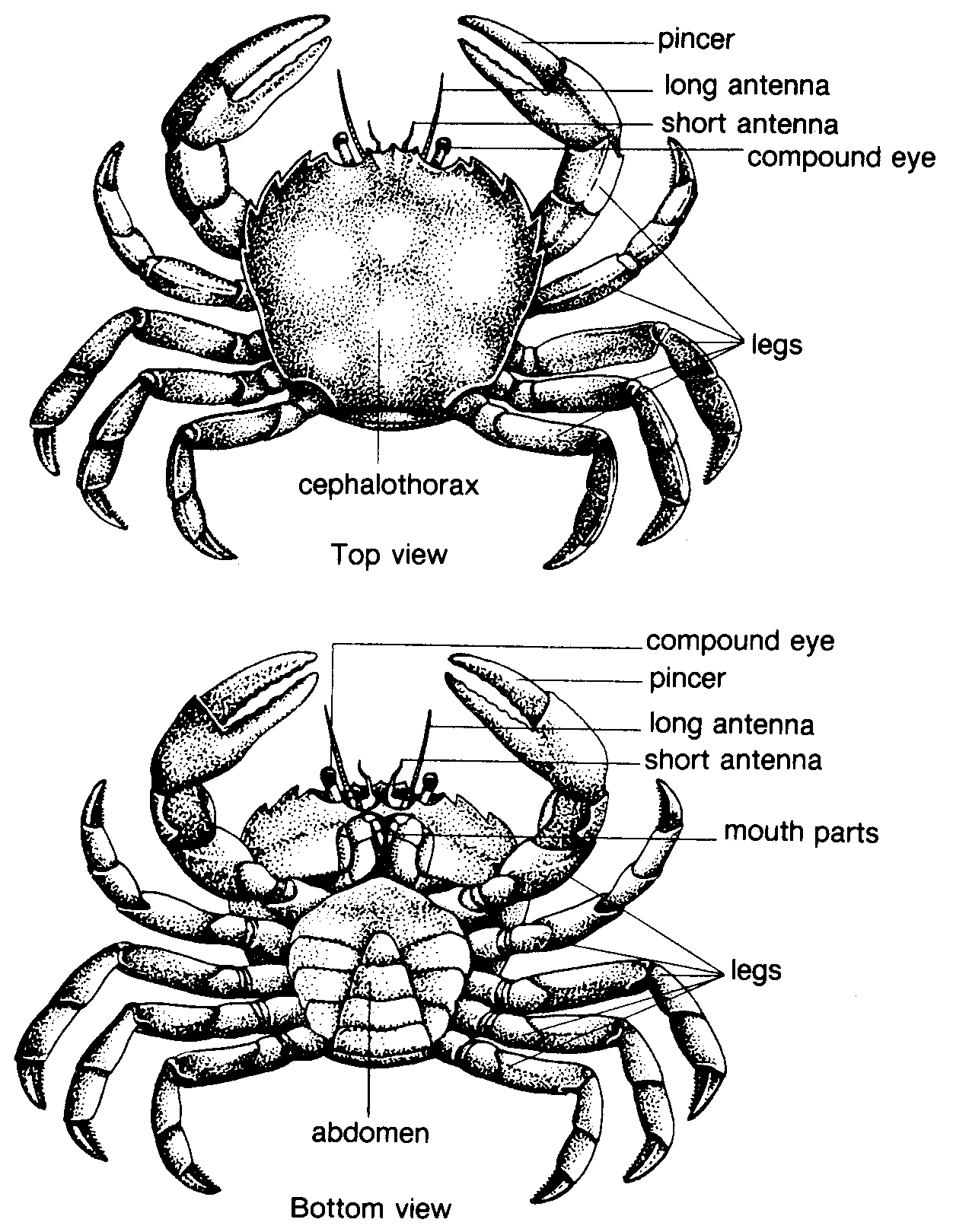 King Crab Drawing at GetDrawings | Free download