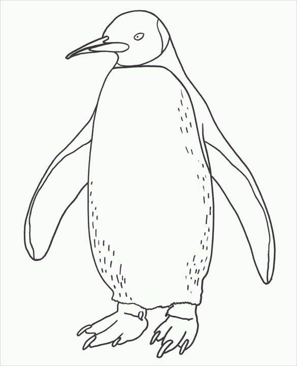 King Penguin Drawing at GetDrawings Free download