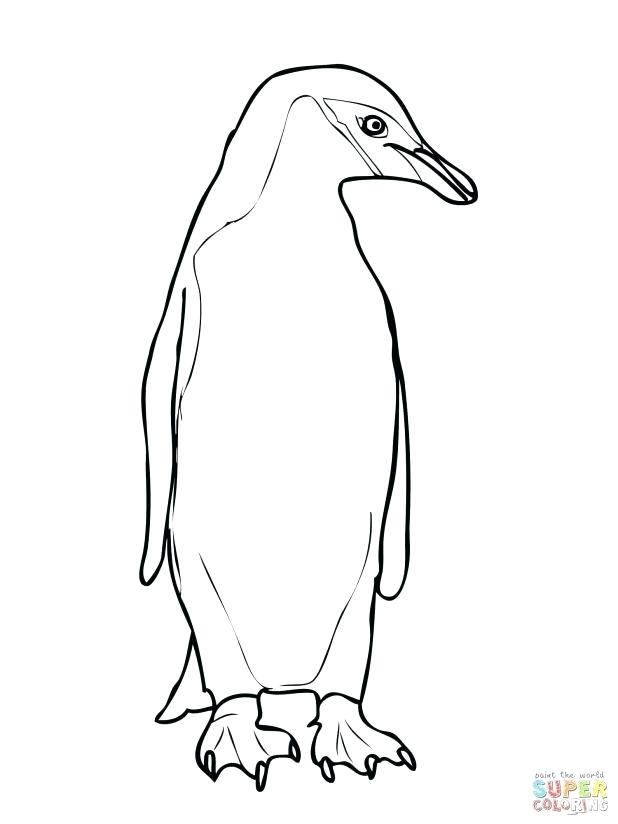 King Penguin Drawing at GetDrawings Free download