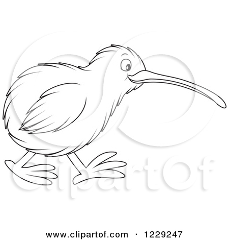 Kiwi Bird Drawing at GetDrawings | Free download