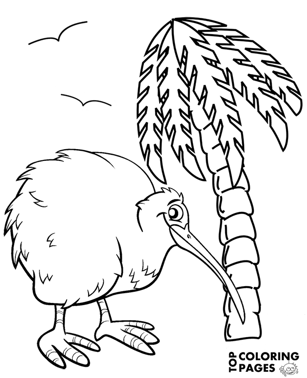 Kiwi Bird Drawing at GetDrawings | Free download