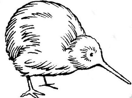 Kiwi Drawing at GetDrawings | Free download