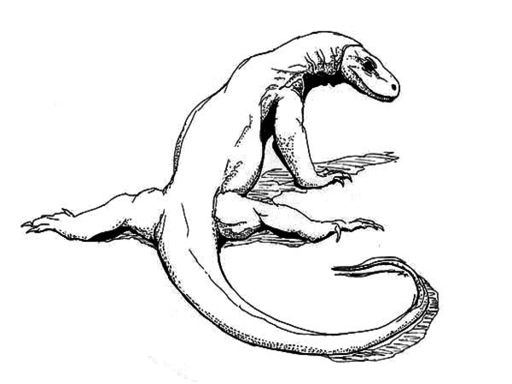 Komodo Dragon Coloring Drawing Lizard Getdrawings Drawings Designlooter Kin...