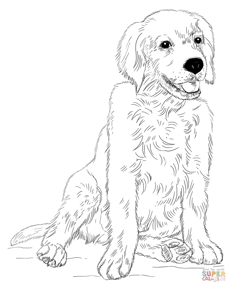 323 Animal Labrador Retriever Puppy Coloring Pages with Animal character