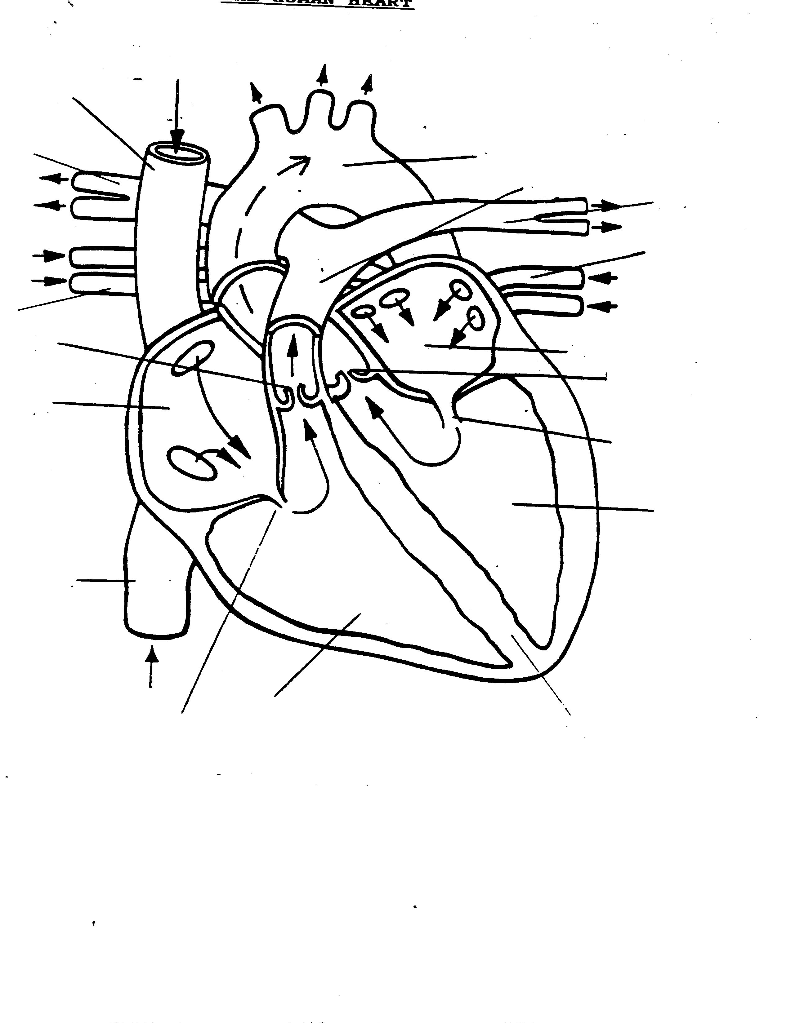 Labeled Drawing Of The Heart at GetDrawings | Free download
