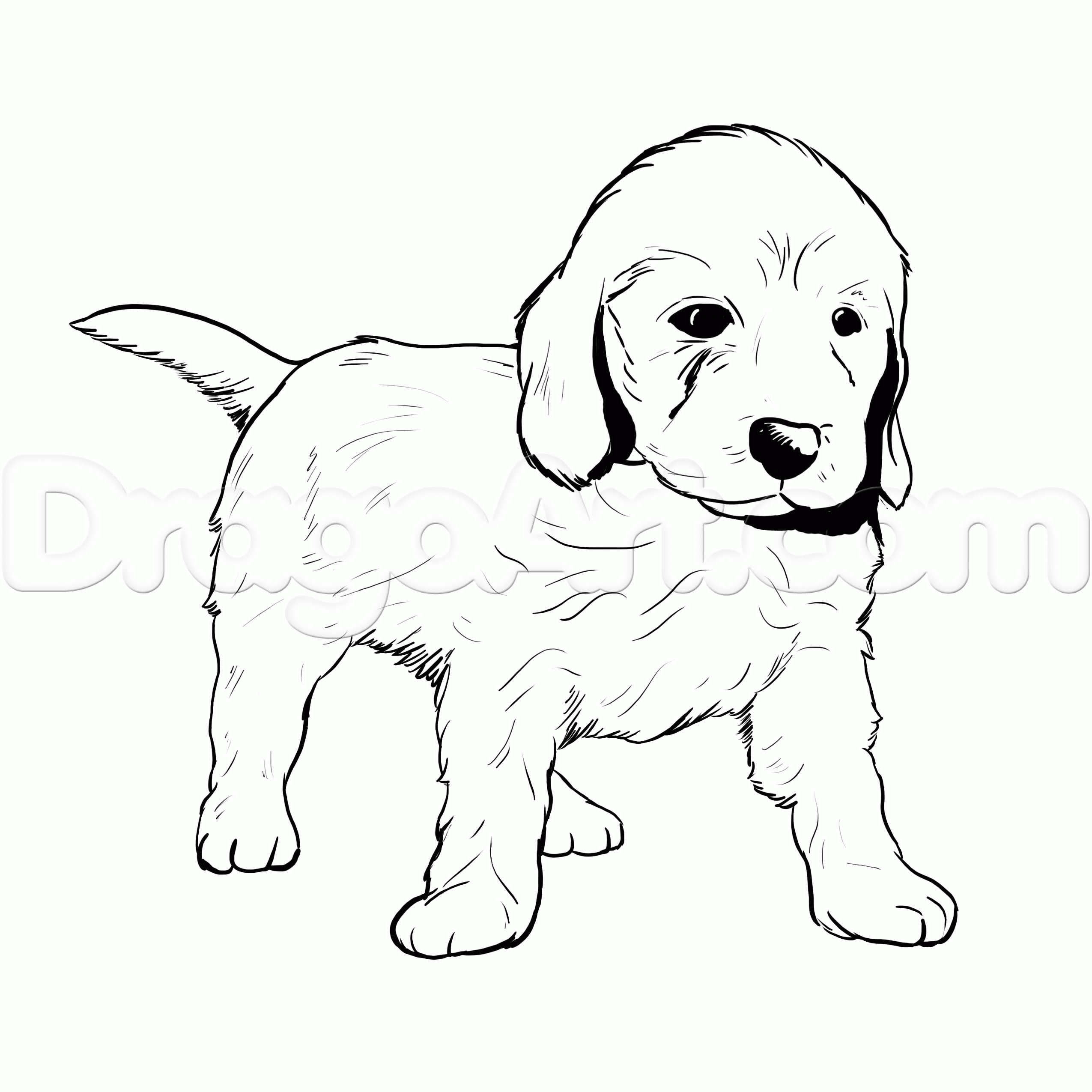 Labrador Dog Drawing at GetDrawings | Free download