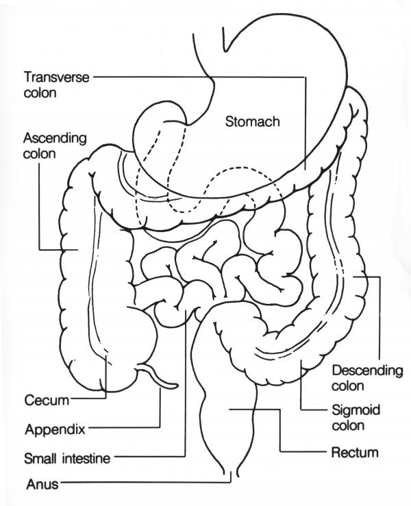 Large Intestine Drawing at GetDrawings | Free download