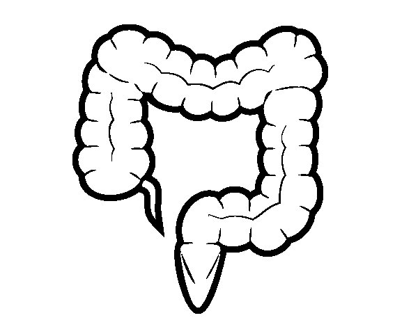 Large Intestine Drawing At GetDrawings | Free Download