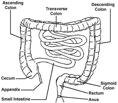 Large Intestine Drawing At GetDrawings | Free Download