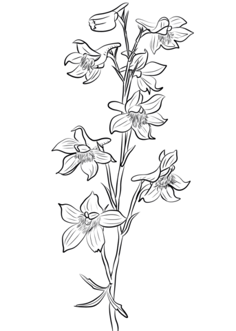 The best free Larkspur drawing images. Download from 61 free drawings